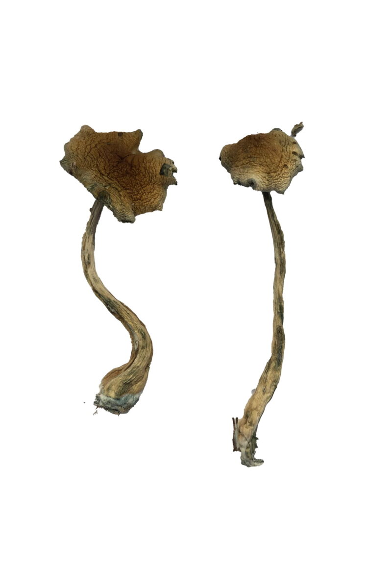 Köp Alacabenzi Magic Mushrooms online