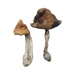 Köp Hawaiian Magic Mushrooms online