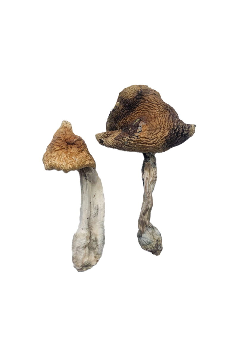 Köp Hawaiian Magic Mushrooms online