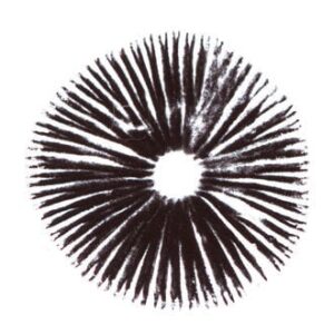 Köp Mazatapec Psilocybe Cubensis Spore Print online