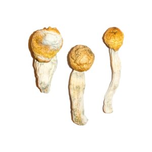 Köp Penis Envy Magic Mushrooms online