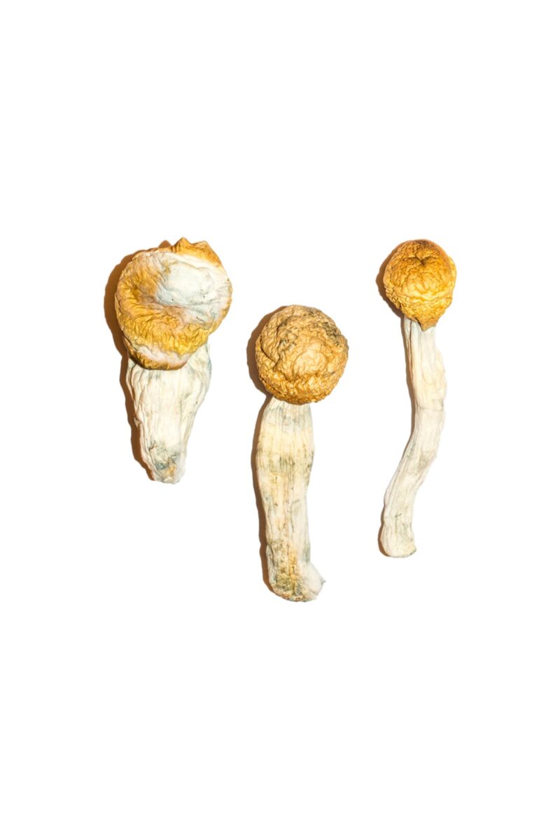 Köp Penis Envy Magic Mushrooms online