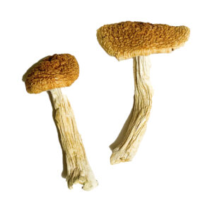 Köp Teonanacatl Magic Mushrooms online