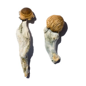 Köp Trans Envy Magic Mushrooms online