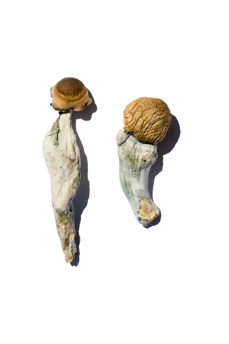 Köp Trans Envy Magic Mushrooms online